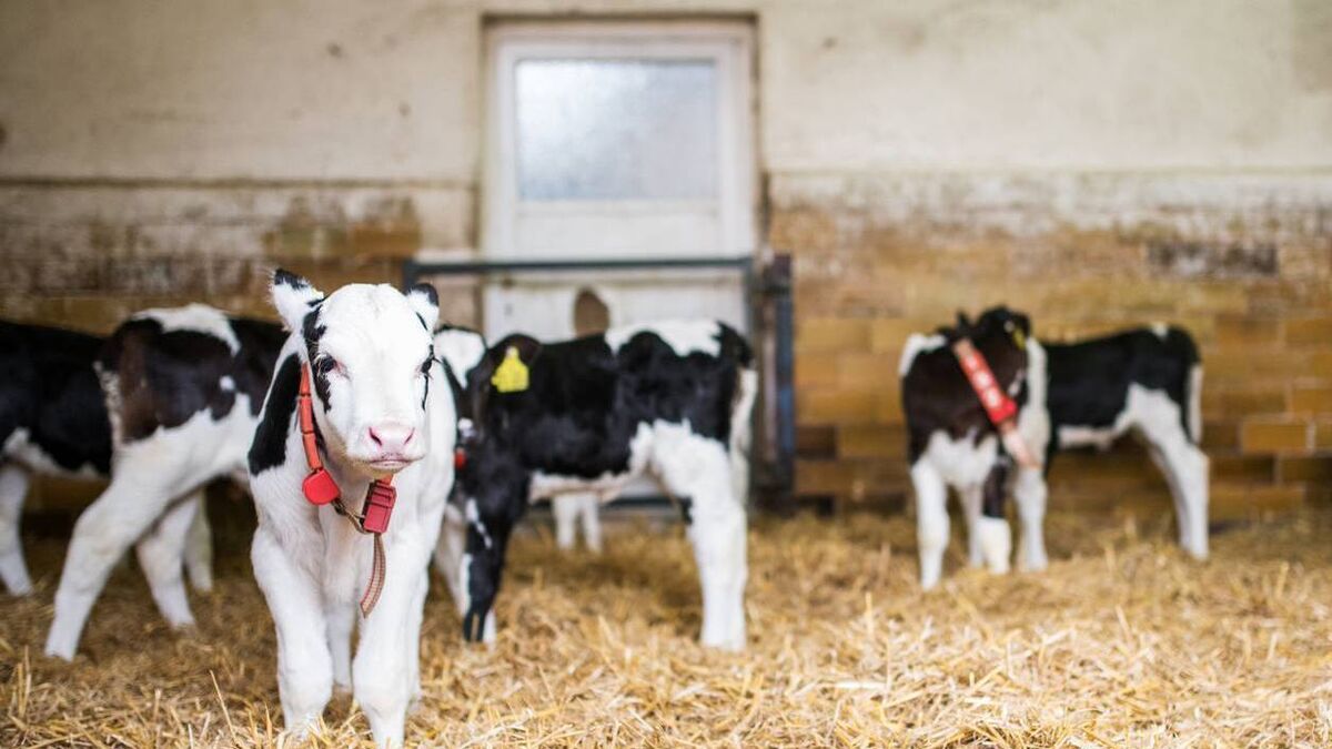 Hazell Mullins: How Danish farmers are making dehorning a 'dream' - Vimarsana News