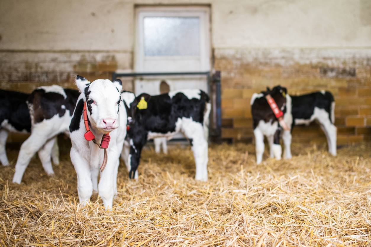Hazell Mullins: How Danish farmers are making dehorning a 'dream'