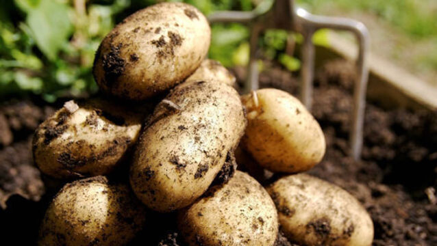 Potato industry ‘must appeal to millennials to survive’