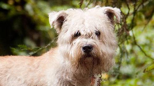 Woman who sued pet shop over fall loses action for damages