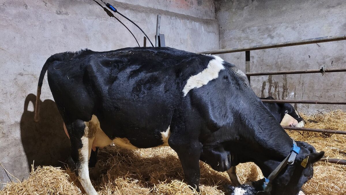 Paula Hynes: Resilient by name, resilient by nature - our homebred AI bull - Vimarsana News