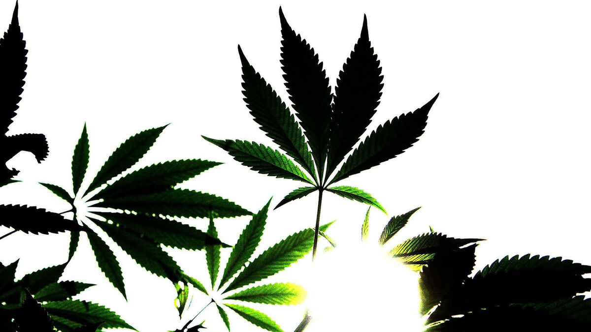 Cork student who had cannabis grow-tent at home avoids jail - Vimarsana News