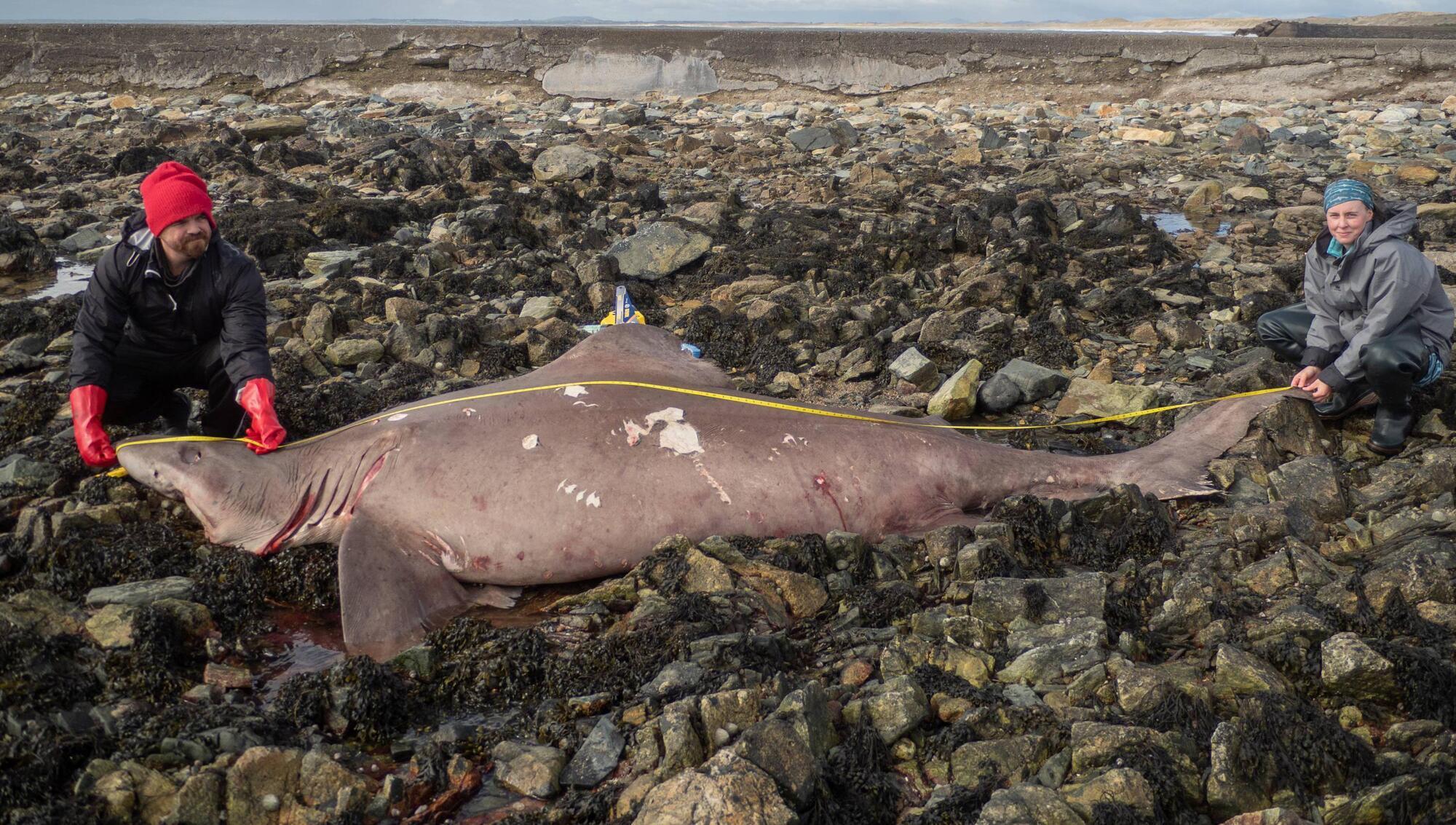 'I couldn't believe it': Rare 14-foot shark washes up on Wexford shore