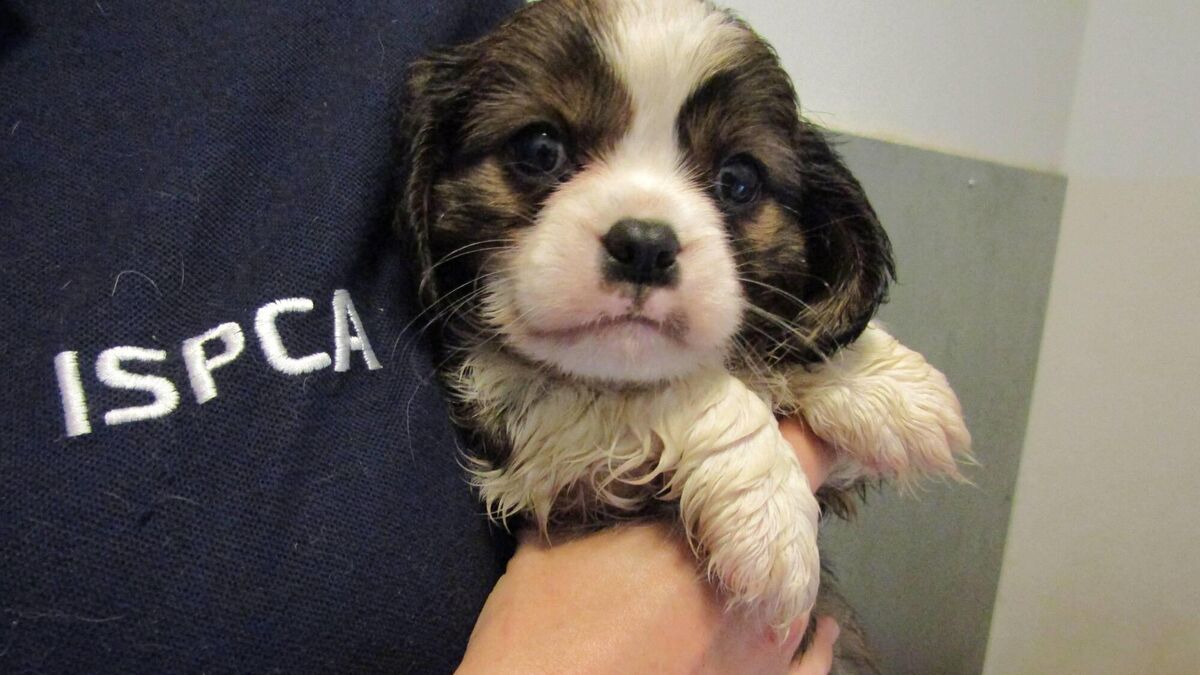 ISPCA rescues 200 more dogs this year compared to same period last year - Vimarsana News