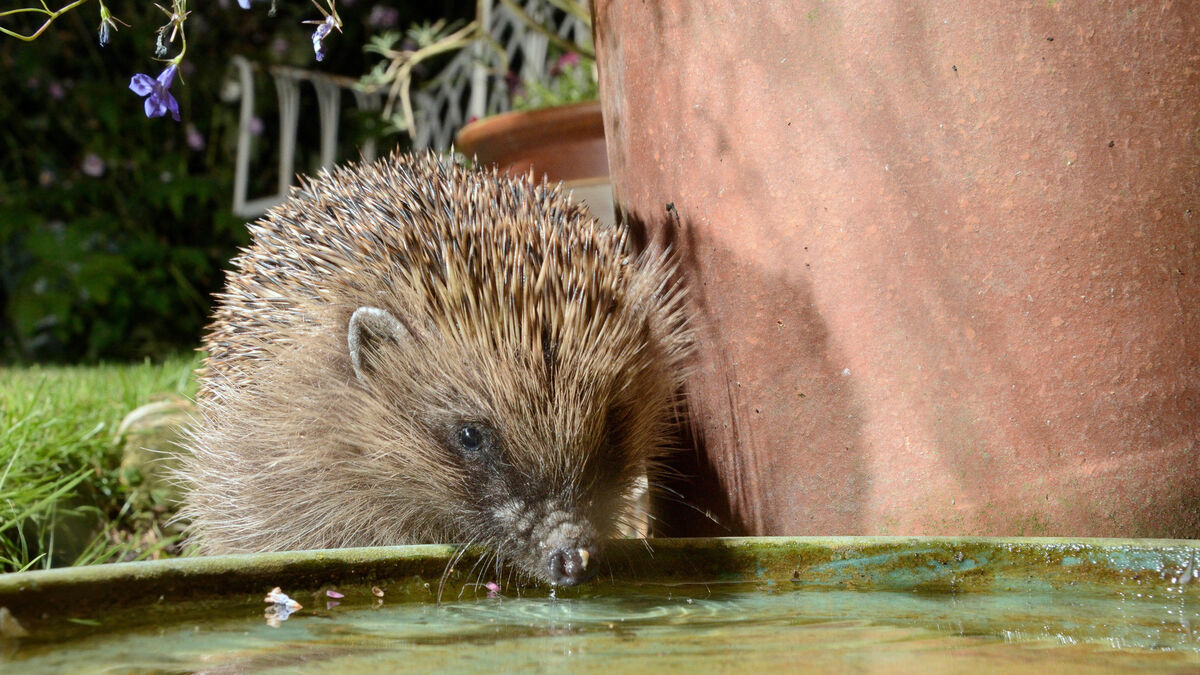 Gardens: How we can help hedgehogs this season - Vimarsana News