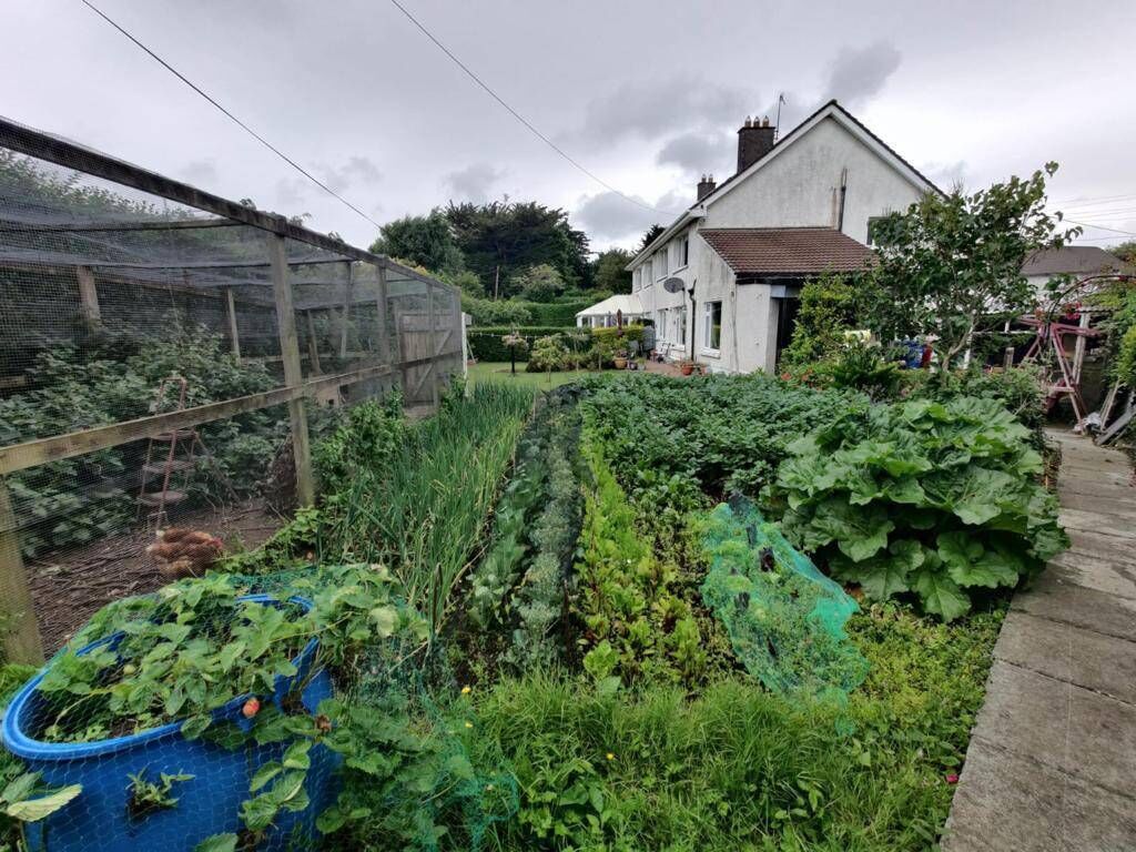 Graze anatomy: hen run by the productive back garden. The Durcan family had sheep here in the past Graze anatomy: hen run by the productive back garden. The Durcan family had sheep here in the past