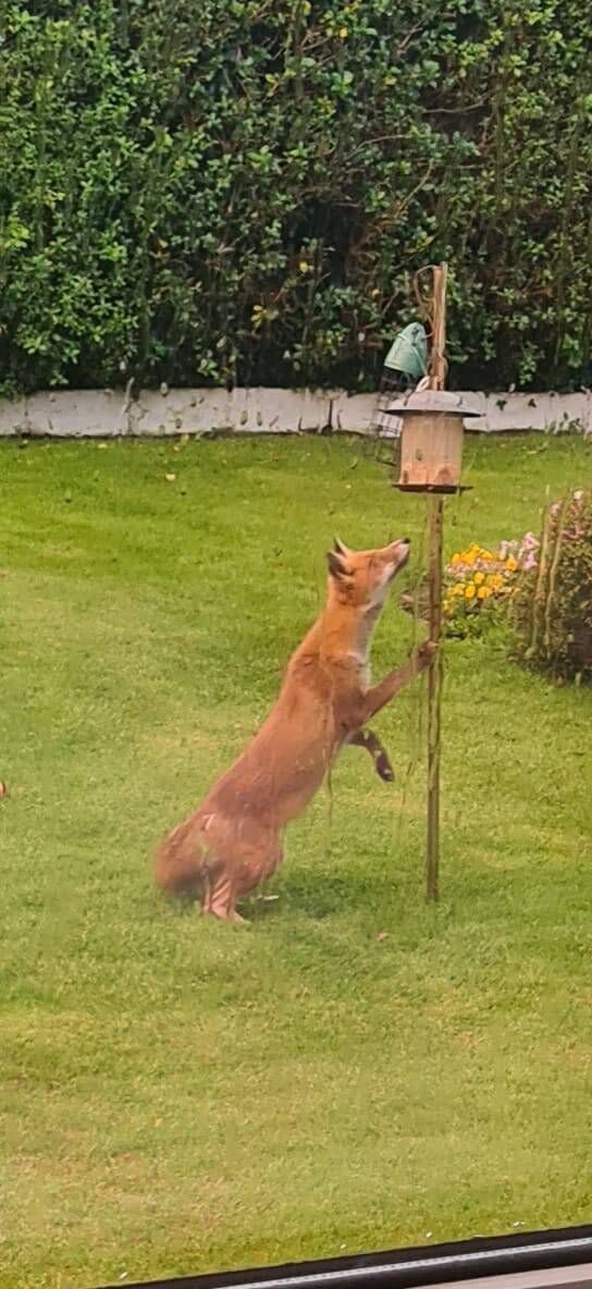 A brush with danger as Baltimore Lawn's Mr Fox checks out the bird feeder A brush with danger as Baltimore Lawn's Mr Fox checks out the bird feeder