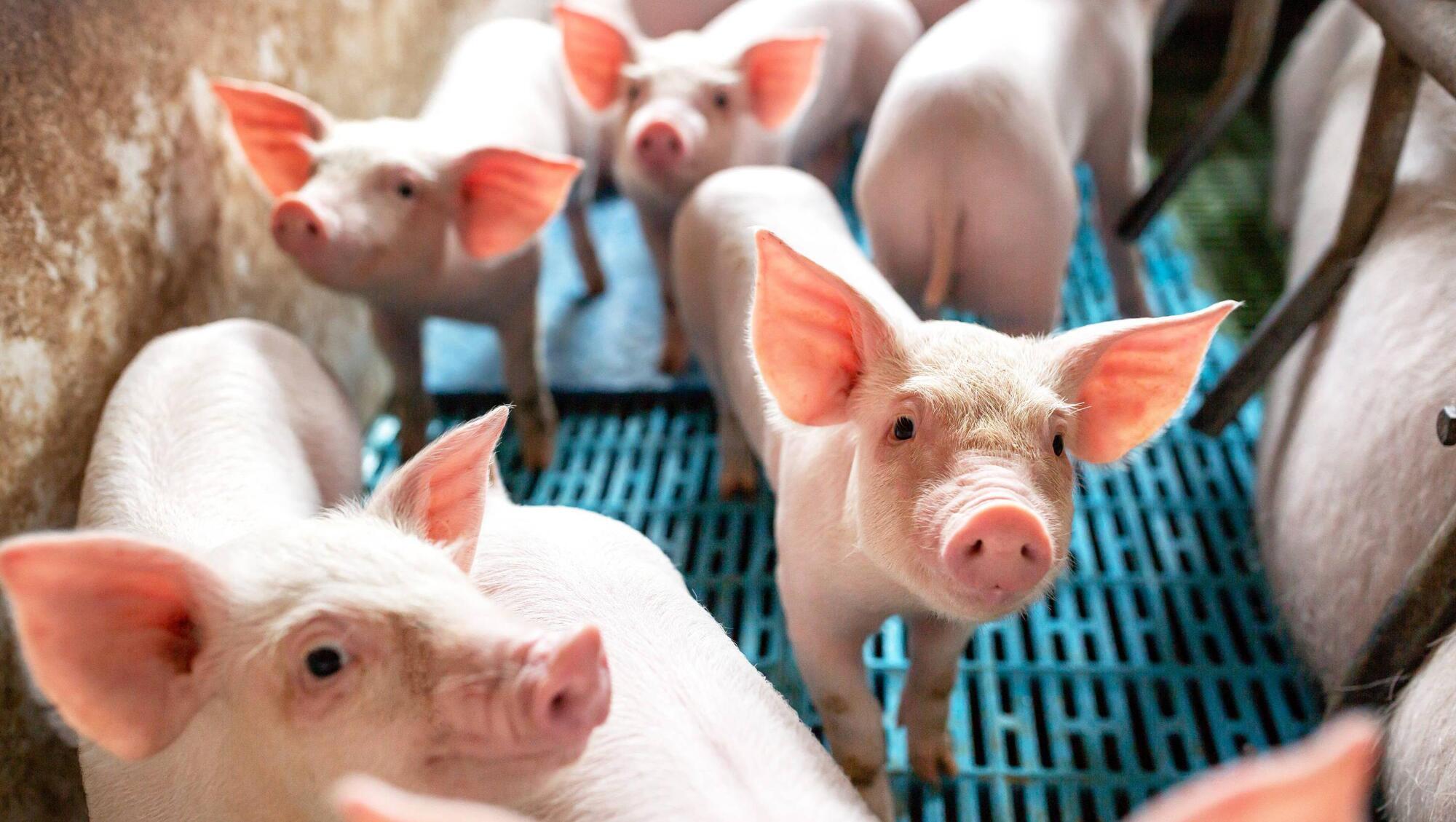 African Swine Fever resurgence expected to knock Chinese pig herd