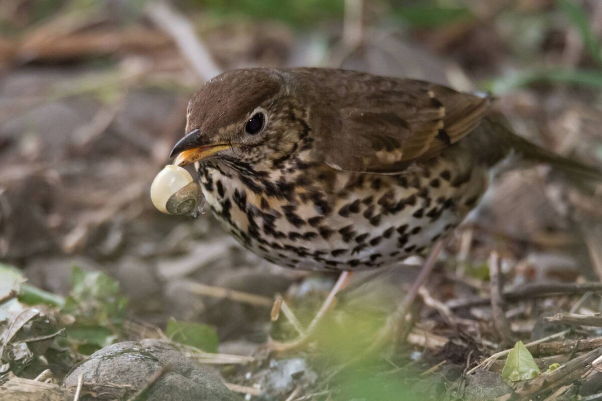 The melodious song thrush is a regular visitor to many gardens — and they eat worms, snails, caterpillars, and fruit. Snails are a particular favourite The melodious song thrush is a regular visitor to many gardens — and they eat worms, snails, caterpillars, and fruit. Snails are a particular favourite