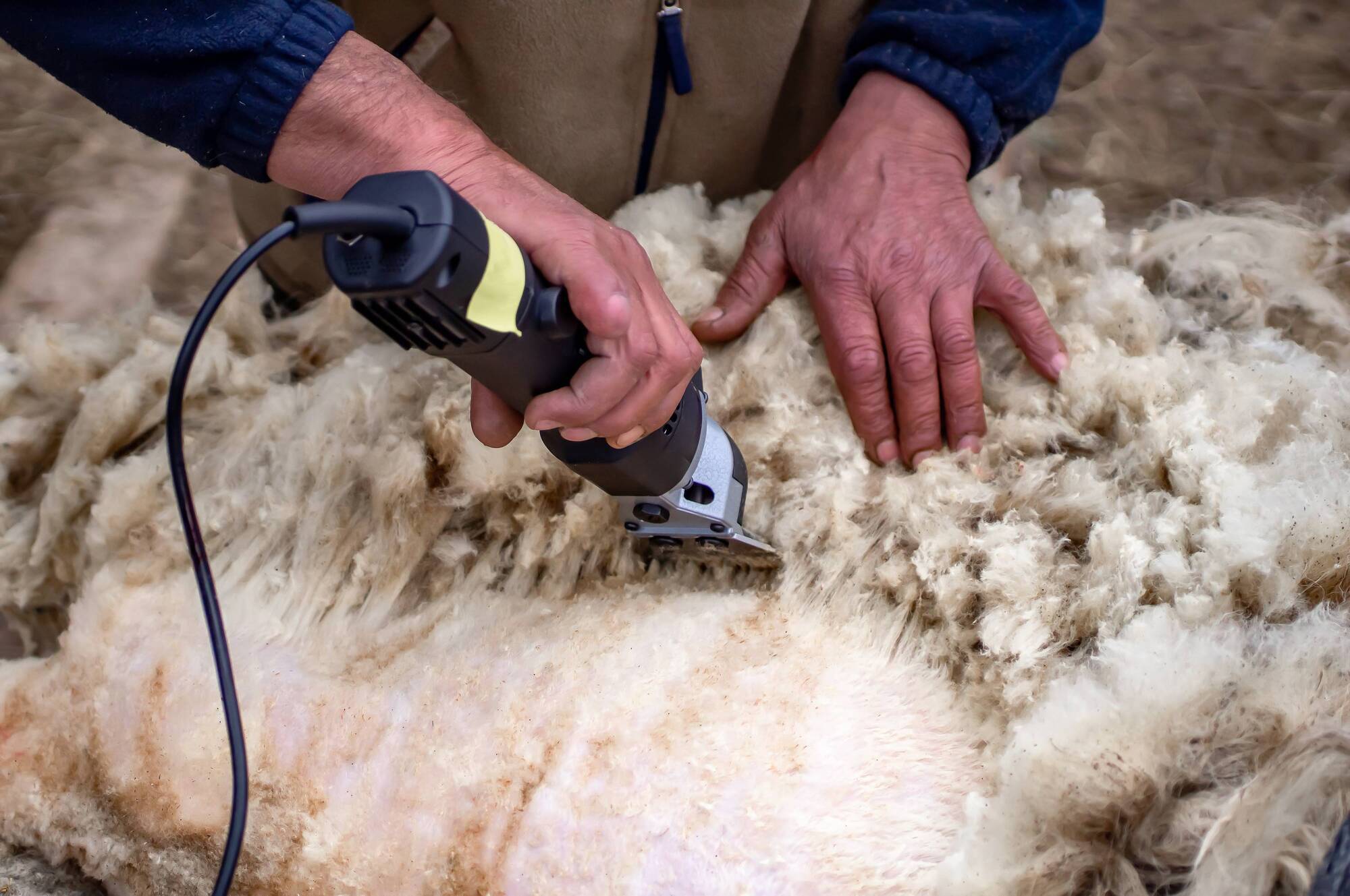 Farmers hope wool council establishment will 'signal a reversal of fortune' for the sector