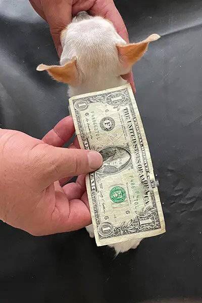 Pearl the two year old female Chihuahua is around the same size as a dollar bill (Picture: Guinness World Records) 