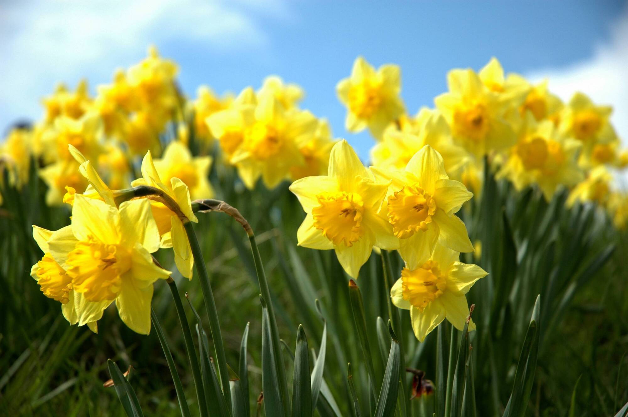 Peter Dowdall: Spring colours symbolise renewed optimism