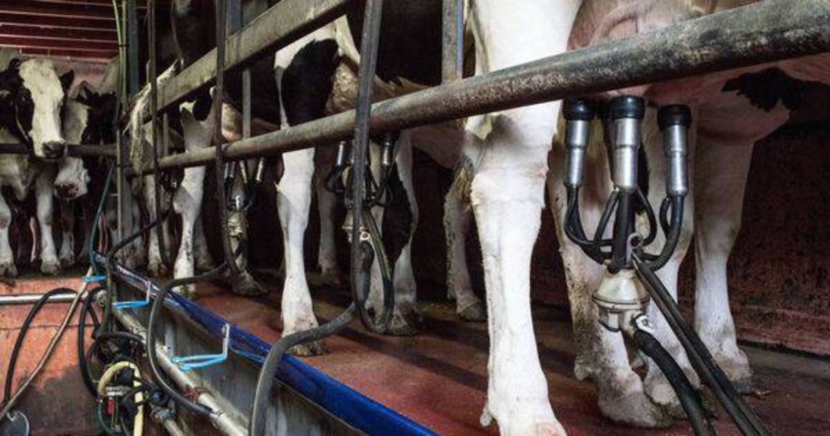Dairy farmers 'near breaking point'