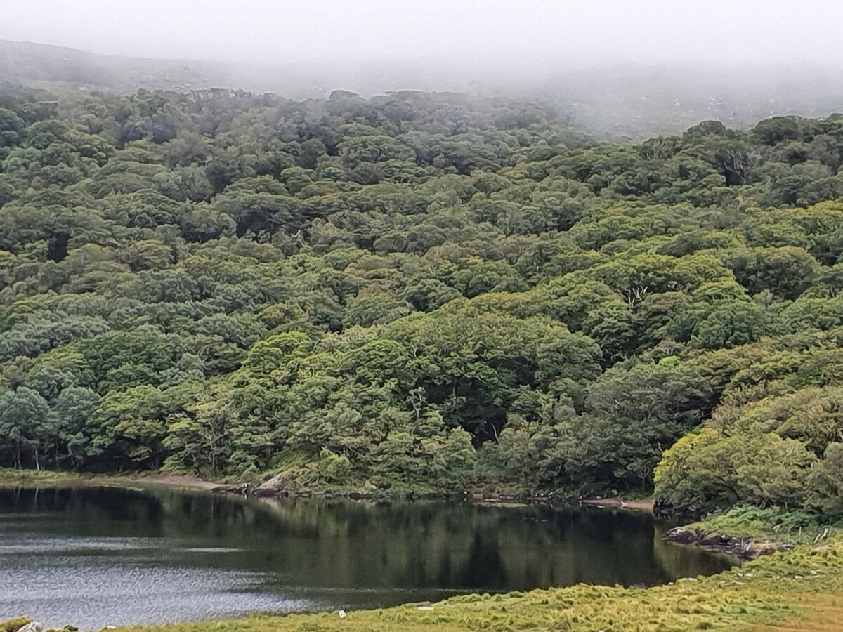 As recently as 2019, total funding available to the National Parks and Wildlife Service (NPWS) to manage and protect Ireland’s national parks and nature reserves was less than €14m. Picture: Eoghan Daltun As recently as 2019, total funding available to the National Parks and Wildlife Service (NPWS) to manage and protect Ireland’s national parks and nature reserves was less than €14m. Picture: Eoghan Daltun