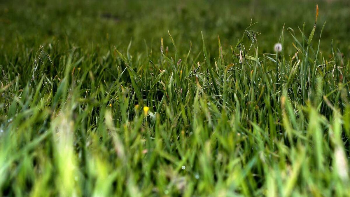 Talking to the grass - how has it come to this? - Vimarsana News