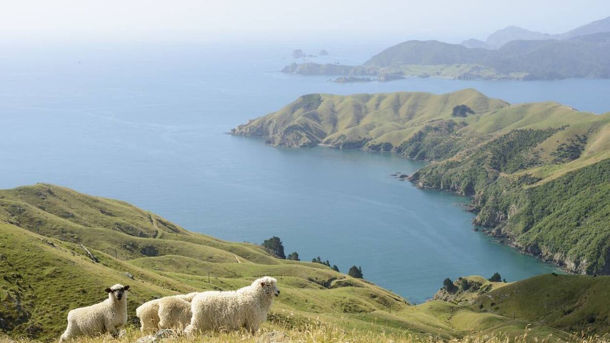 Sheep farmers can take a leaf from the New Zealanders - Vimarsana News