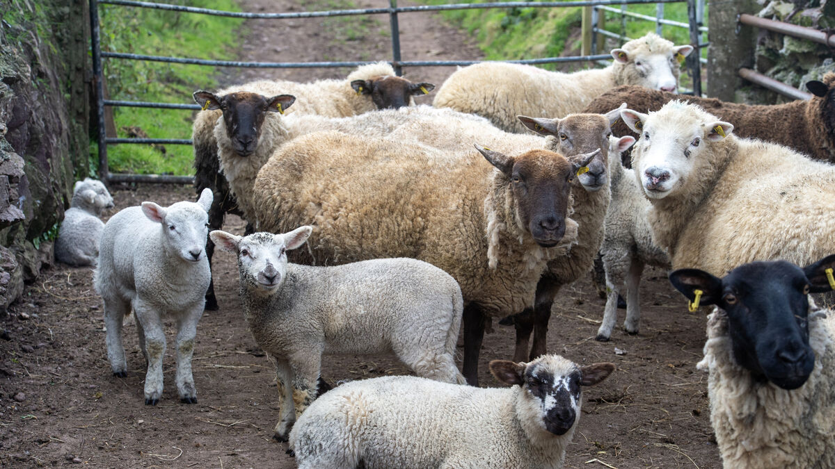 Kerry farmer who lost more than 70 sheep to 'horrific' dog attack calls for bigger fines on owners - Vimarsana News