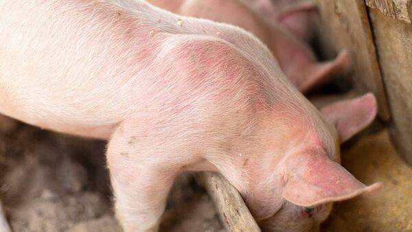 Pig farmers 'slowly but surely coming out the other side' as prices begin to creep upwards