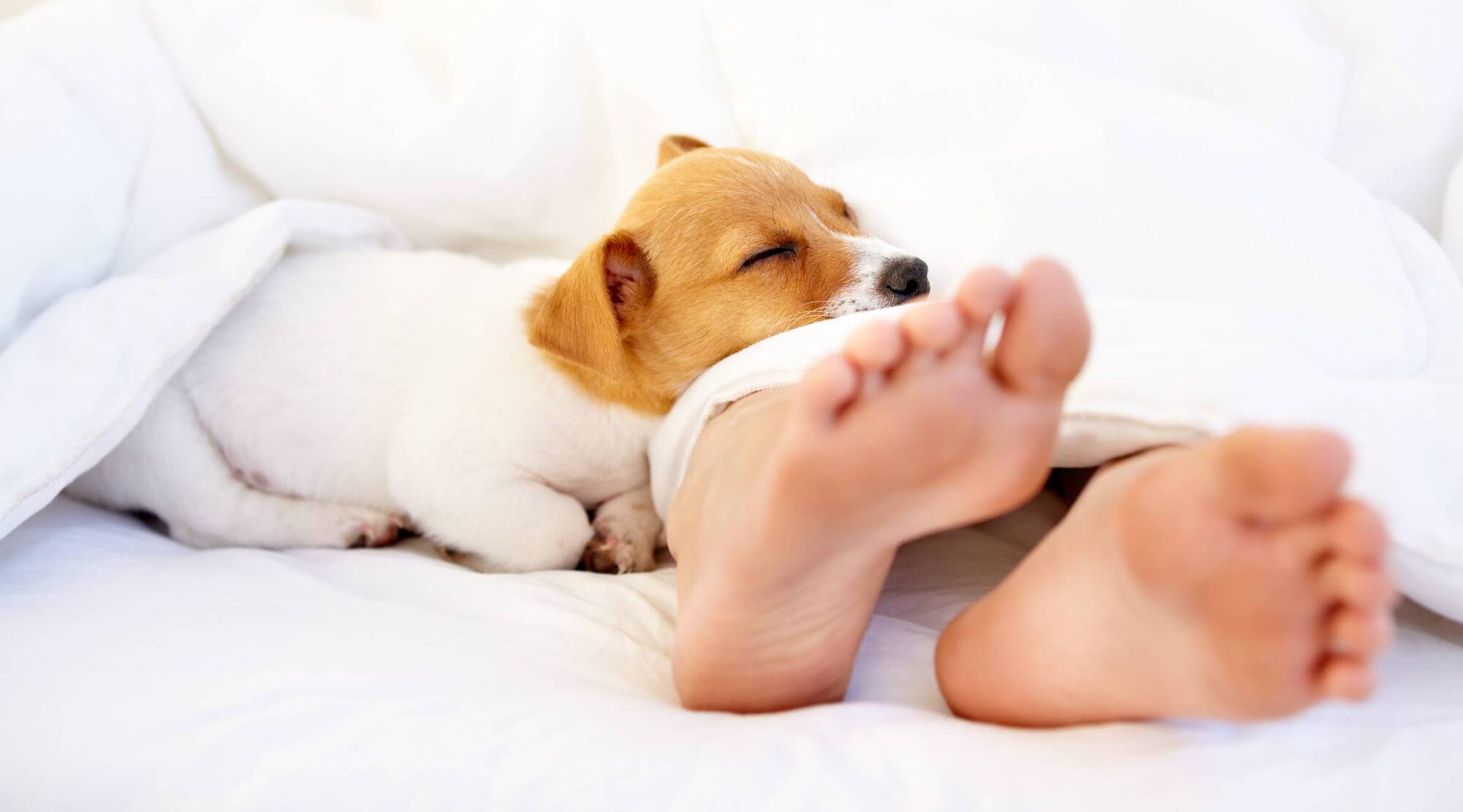 Sex File: He lets our new puppy sleep in the bedroom and it's killing our sex life