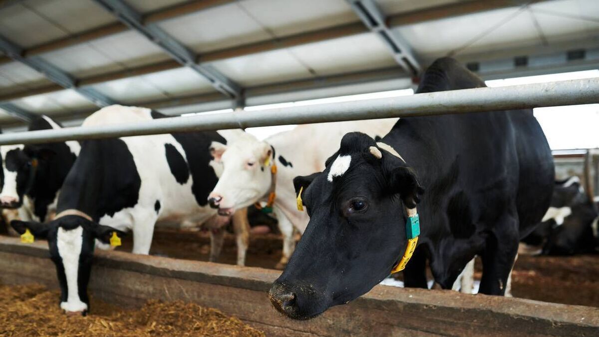 What's the best way to heat and health monitor my suckler herd? - Vimarsana News