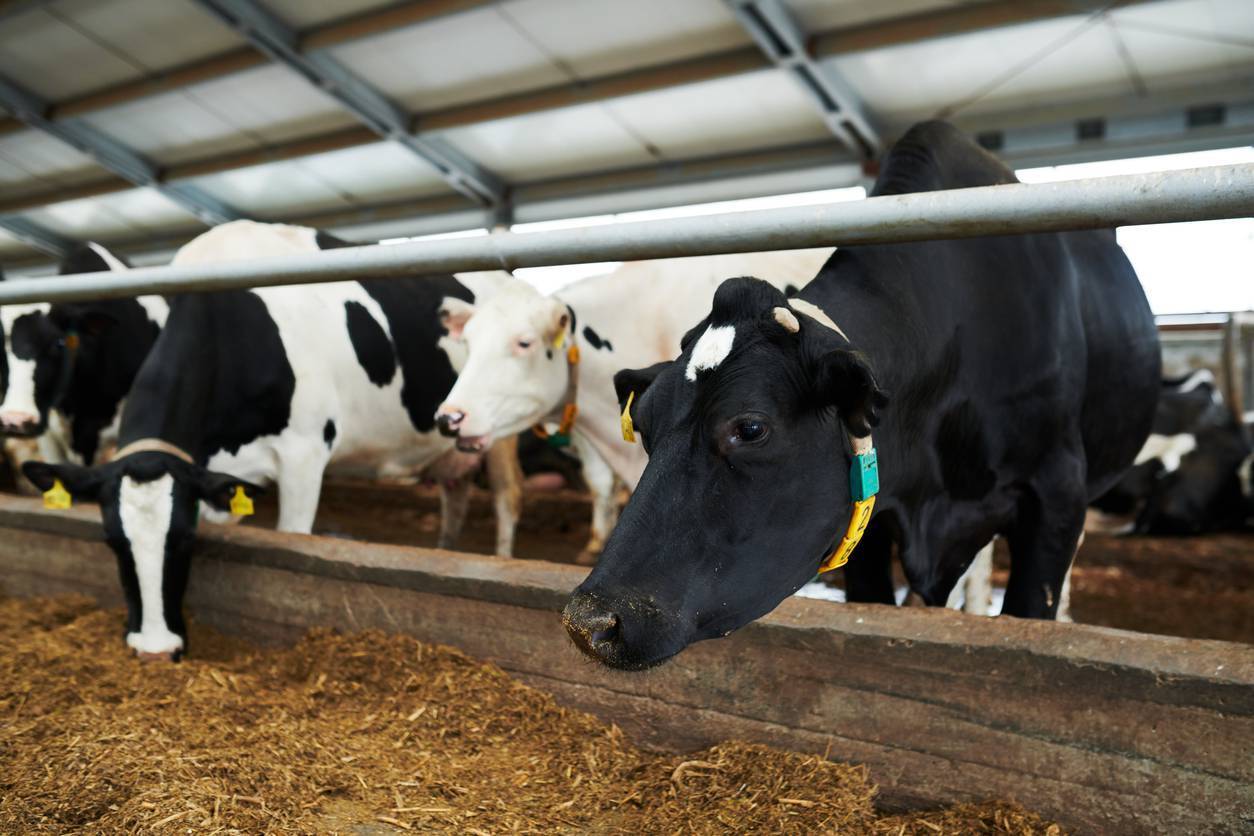What's the best way to heat and health monitor my suckler herd?