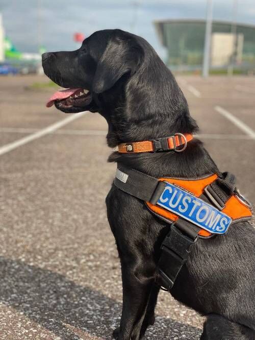 Detector dog Merlin was on the scene at Ringaskiddy Port today. Picture: Revenue