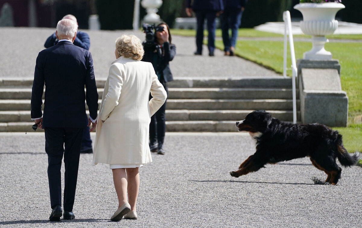 After at first seeming reluctant to meet President Michael D Higgins' guest, Misneach trotted past US president Joe Biden and Sabina Higgins on Thursday as they faced photographers at Áras an Uachtaráin in Dublin. Picture: Brian Lawless/PA