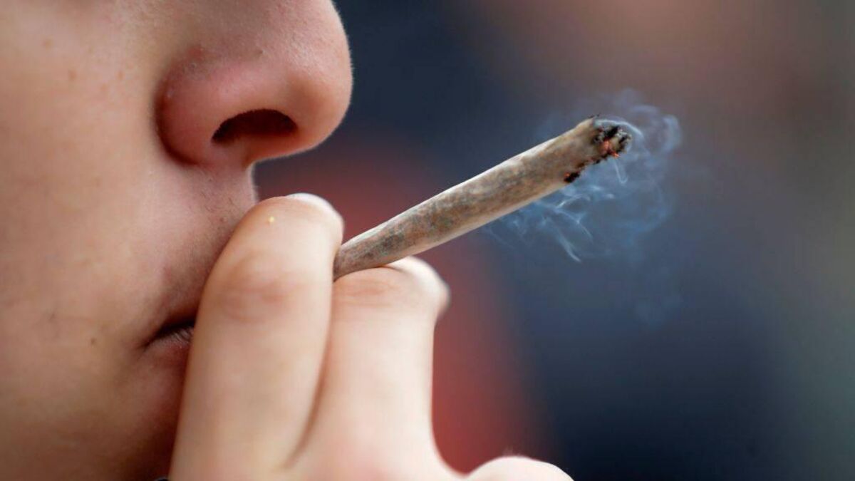 Cannabis is being adulterated with dangerous synthetics, Citizens' Assembly hears - Vimarsana News
