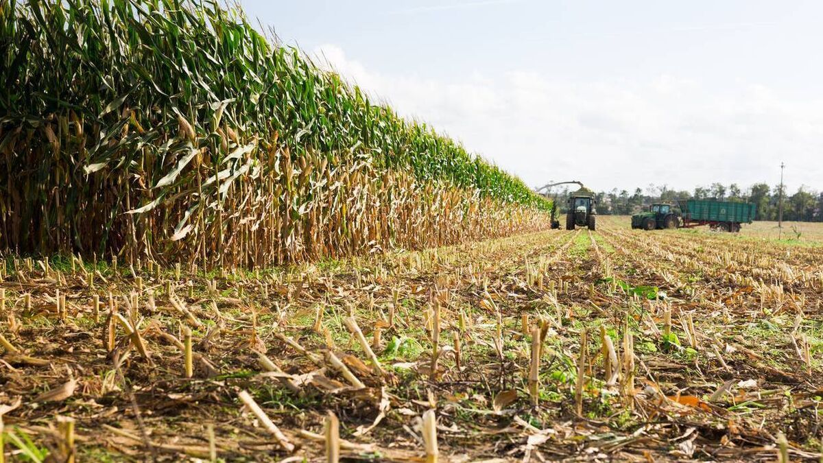 Food and Fodder Security Committee issues sector-by-sector advice - Vimarsana News