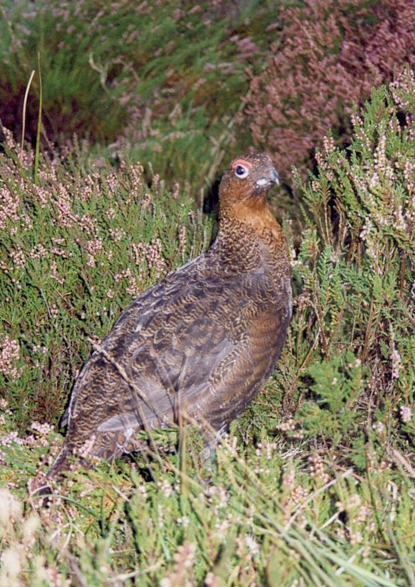 Grouse calls are distinctive accelerating series of loud nasal clacks ending in a trill. Picture: PA Photo / The Edrington Group