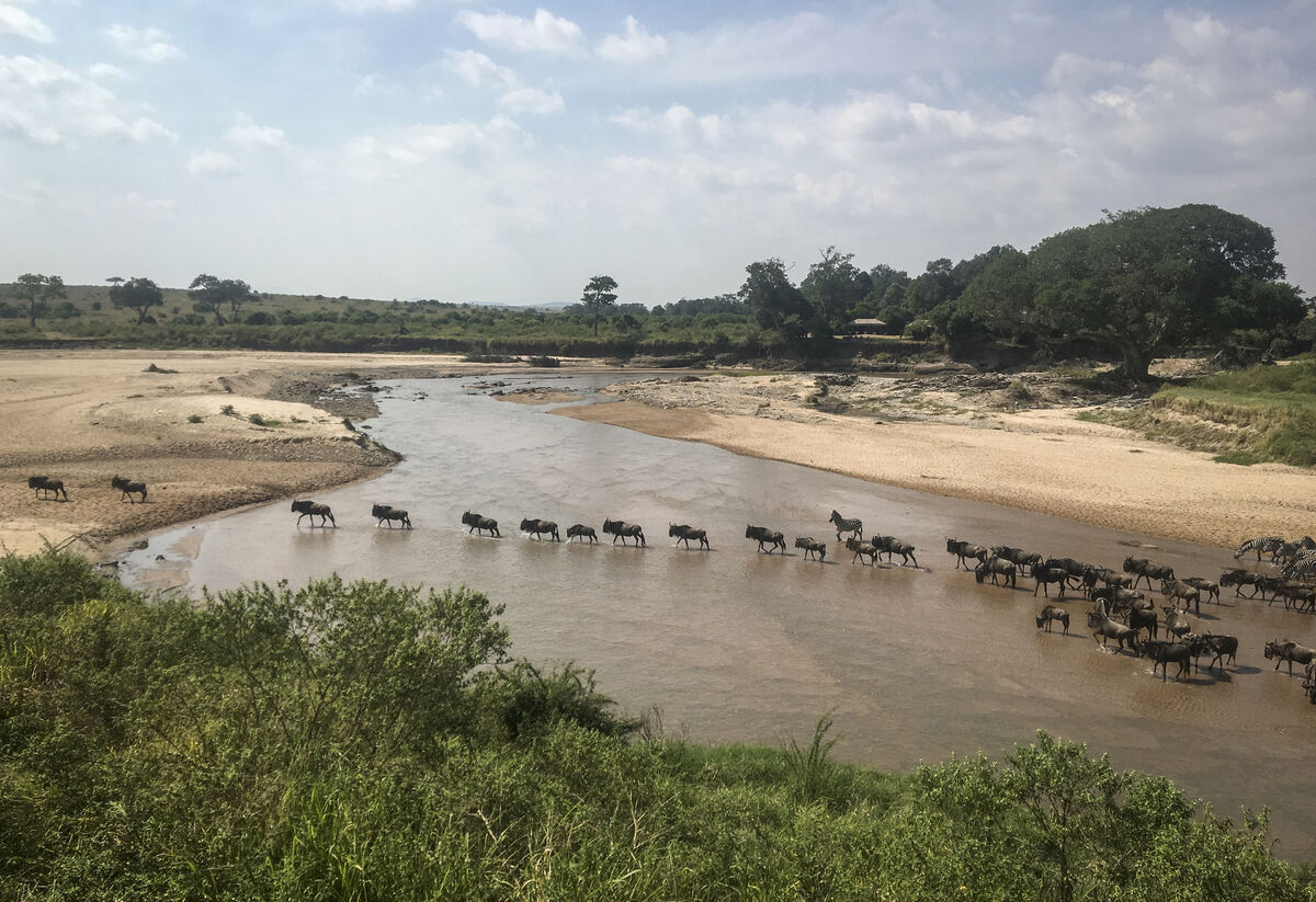 The annual migration of wildebeest from the Serengeti National park in Tanzania to the Maasai Mara national reserve in Kenya is seen from a drone in the Maasai Mara Wednesday, July 22, 2020. Travel restrictions kept tourists away for the annual Great Wildebeest Migration in Kenya's Maasai Mara National Reserve and only a handful of guides and park wardens were there to watch thousands of wildebeest make their famous trek in search of new grazing pastures(AP Photo/Joe Mwihia) The annual migration of wildebeest from the Serengeti National park in Tanzania to the Maasai Mara national reserve in Kenya is seen from a drone in the Maasai Mara Wednesday, July 22, 2020. Travel restrictions kept tourists away for the annual Great Wildebeest Migration in Kenya's Maasai Mara National Reserve and only a handful of guides and park wardens were there to watch thousands of wildebeest make their famous trek in search of new grazing pastures(AP Photo/Joe Mwihia)