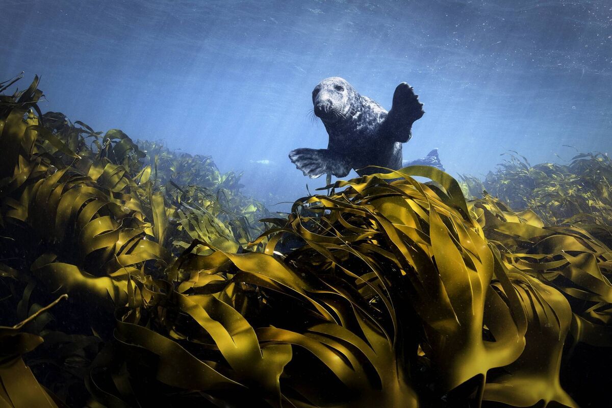 A grey seal amid the kelp in Ireland's Wild Islands. Picture: George Karbus A grey seal amid the kelp in Ireland's Wild Islands. Picture: George Karbus