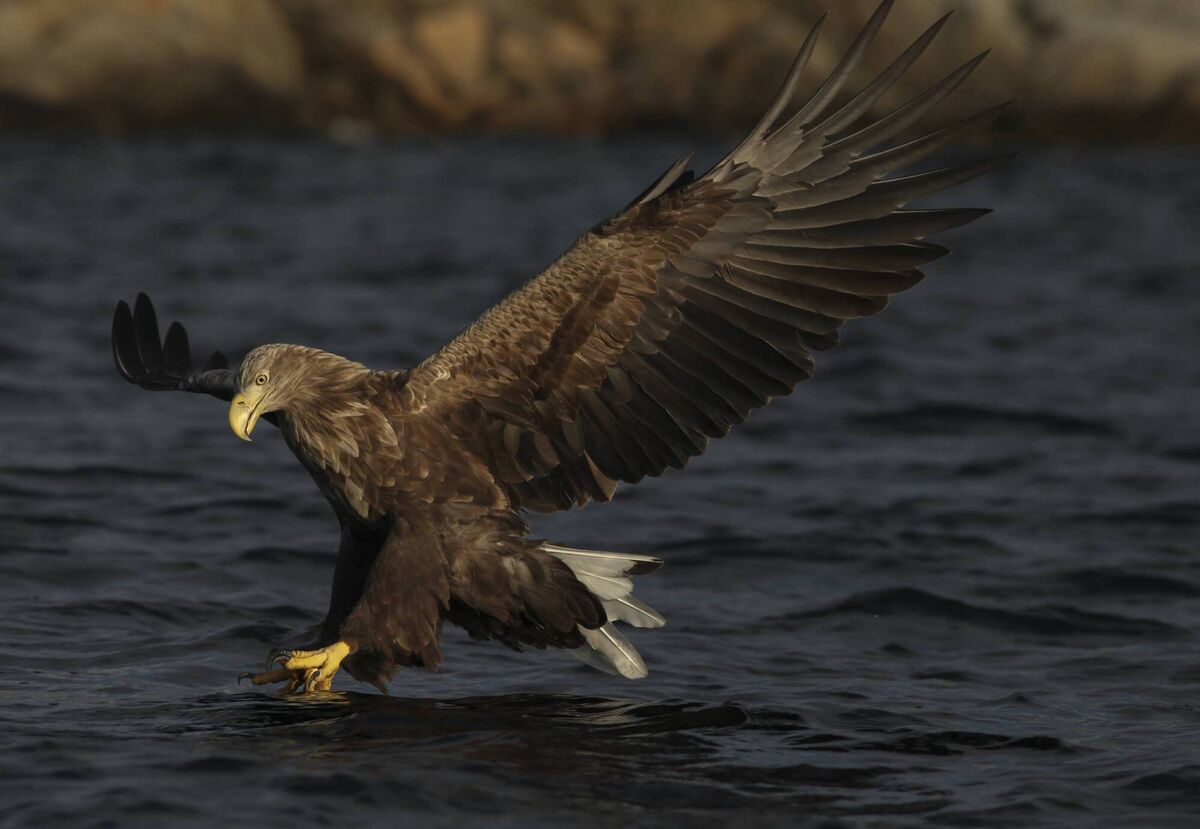 A white-tailed eagle treads water. Picture: Sean Murray A white-tailed eagle treads water. Picture: Sean Murray