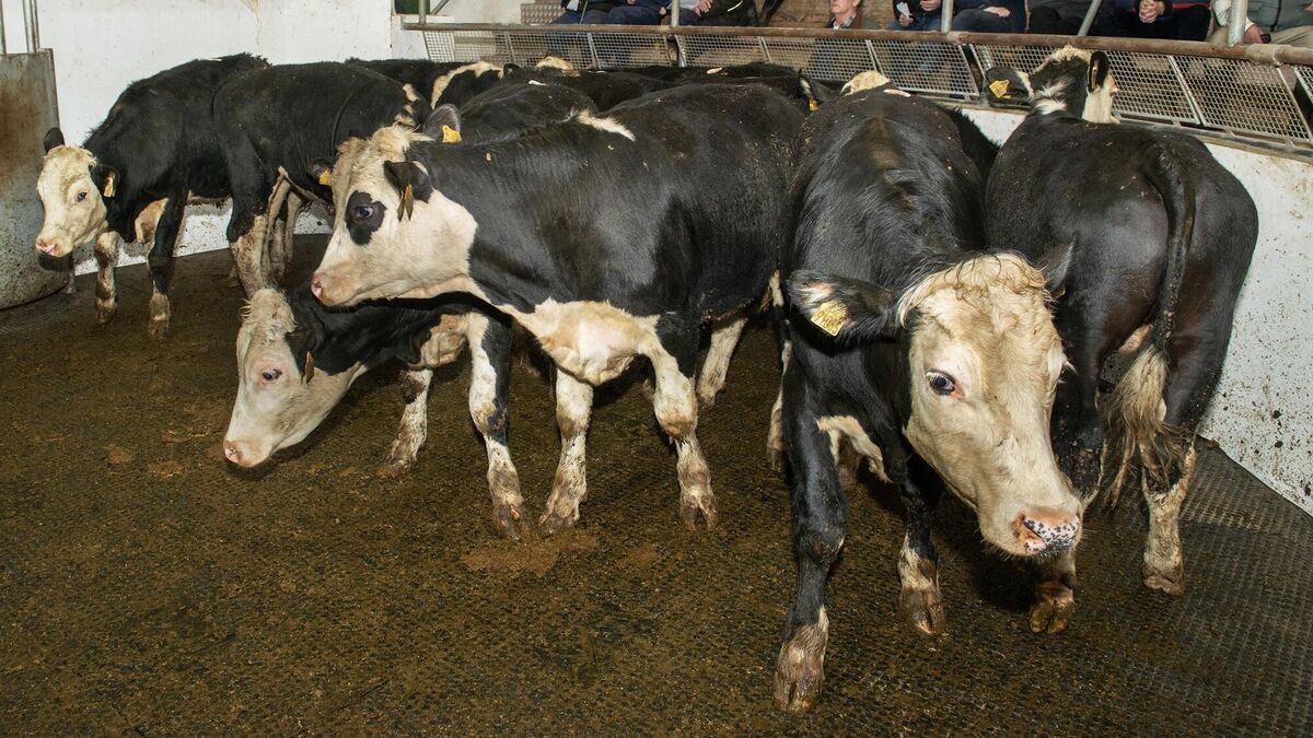 Farmer assaulted man after being outbid at cattle mart - Vimarsana News