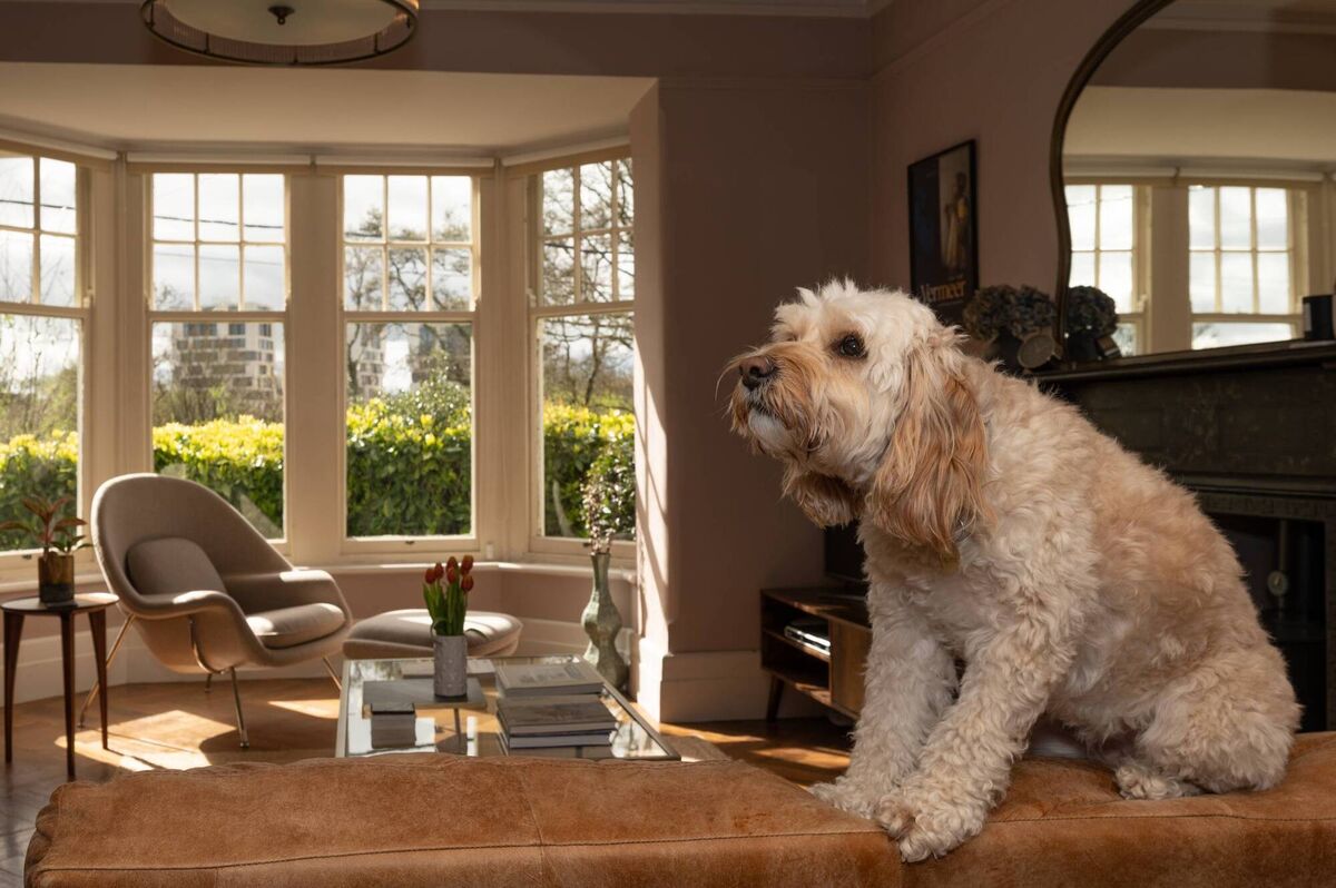 Doggone...or going, at least, vendors are returning  to Dublin
