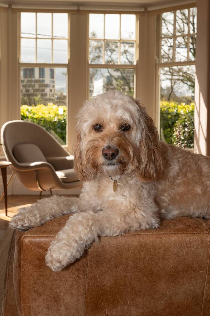 Pet property