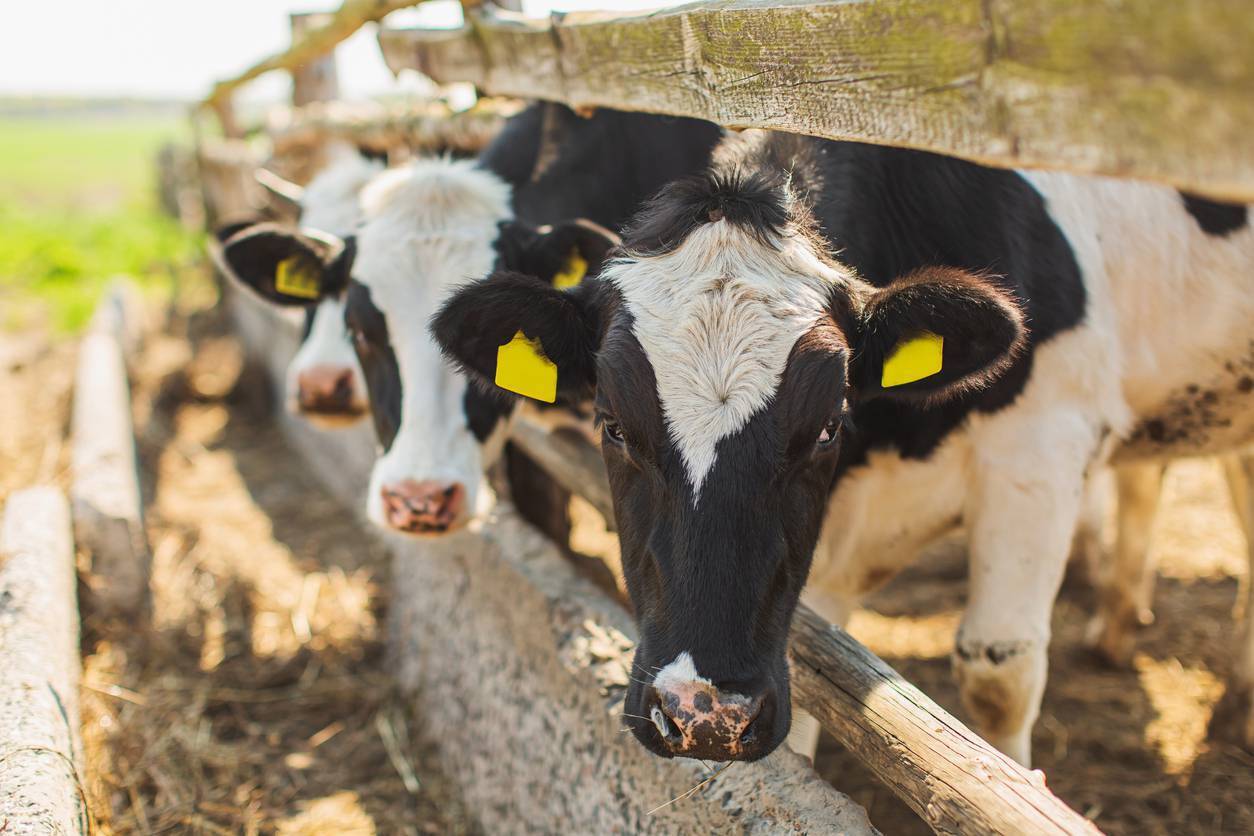 Dairy Beef: Finishing young Holstein Friesian bulls