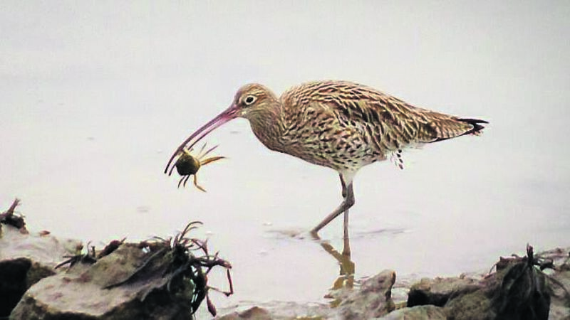 Letters to the Editor: Ireland's fight for neutrality has only just begun