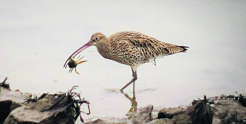 The work done by NARGC has major beneficial impacts to other species such as curlew. 	Picture: Brian Fahy
            