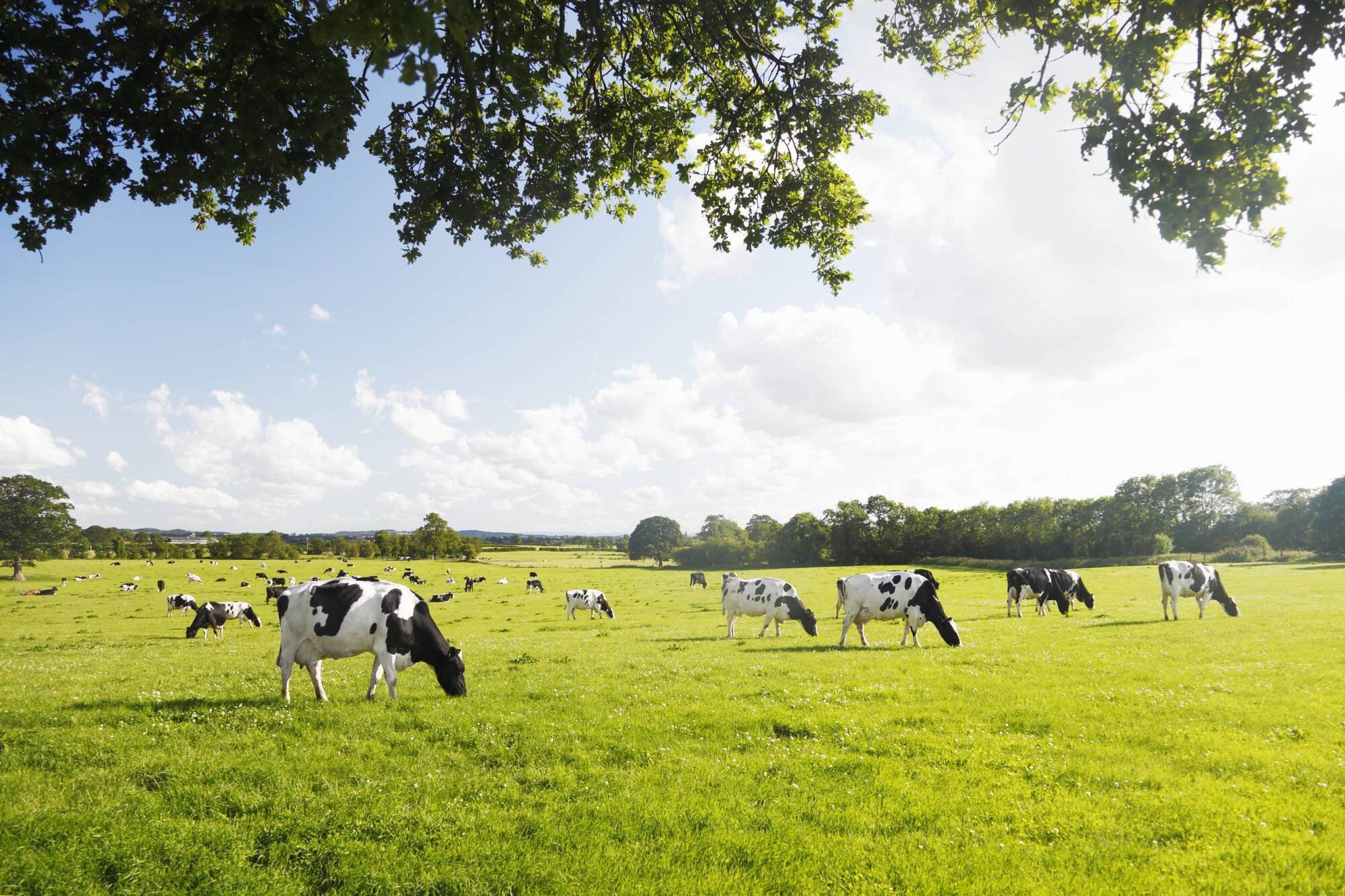 Waterford farmland most expensive in Ireland as national prices continue to rise
