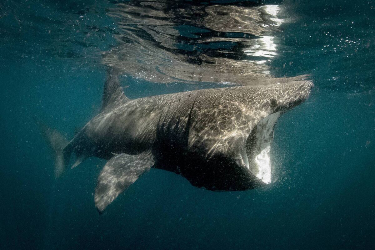 Basking sharks off Ireland's western coast Basking sharks off Ireland's western coast