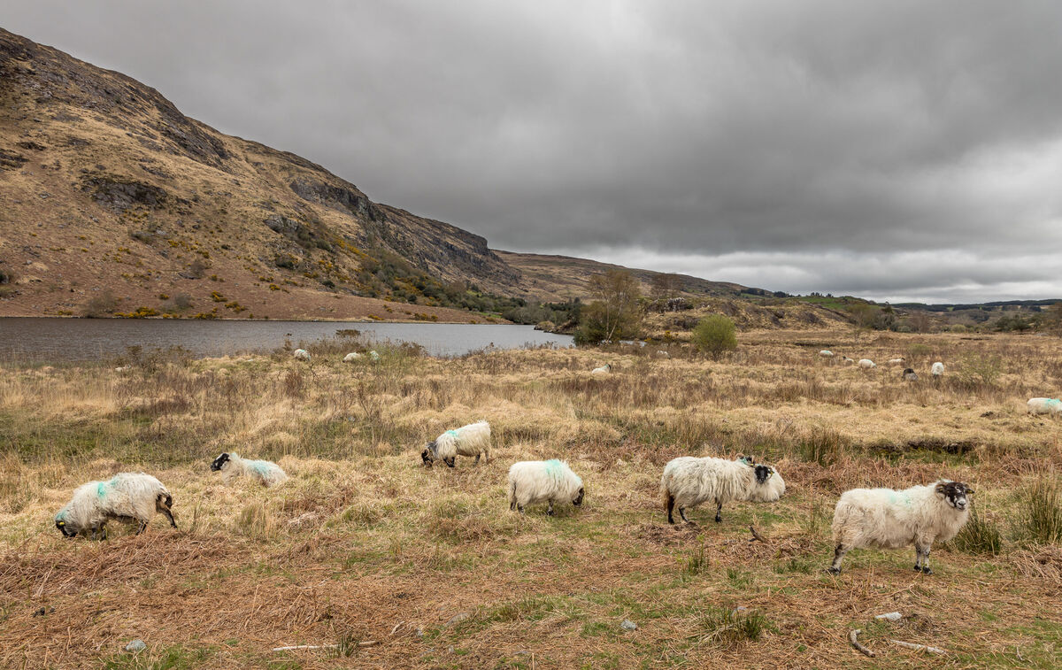 Mountain Sheep graze and wander around the lakeside at Gougane Barra in Cork. Picture: David Creedon Mountain Sheep graze and wander around the lakeside at Gougane Barra in Cork. Picture: David Creedon