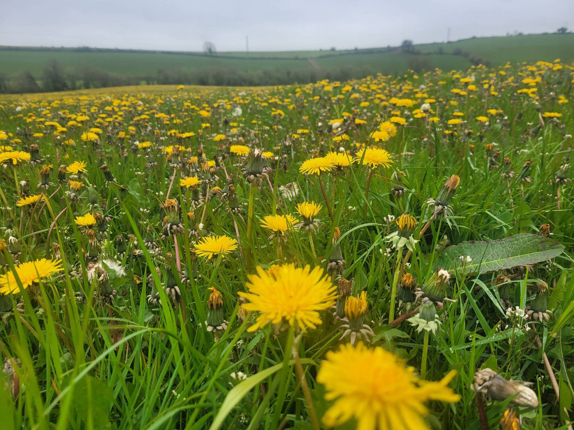 Here’s why we should stop weeding. Learn to love our dandelions and brambles