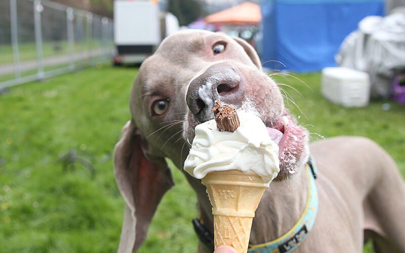 Ben enjoying an ice cream at Pups in the Park, Dublin. Picture: Stephen Collins/Collins Photos