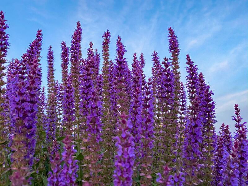 Wild purple salvia sage flower: Salvias in a variety of colours are a favourite in Peter Dowdall's garden and he will be on the lookout for more at this year's Rare and Special Plant Fair. Picture: iStock