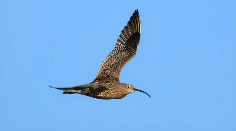 The curlew is a winter visitor to wetlands throughout Ireland, as well as breeding in small numbers in floodplains and boglands. Numbers and range have declined substantially in recent decades. It is likely that increased afforestation and agricultural improvement are responsible for these declines, notes BirdWatch Ireland. Picture: Owen Murphy/CCP/NPWS