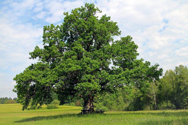 An oak tree. One of the chieftain trees under Brehon Law