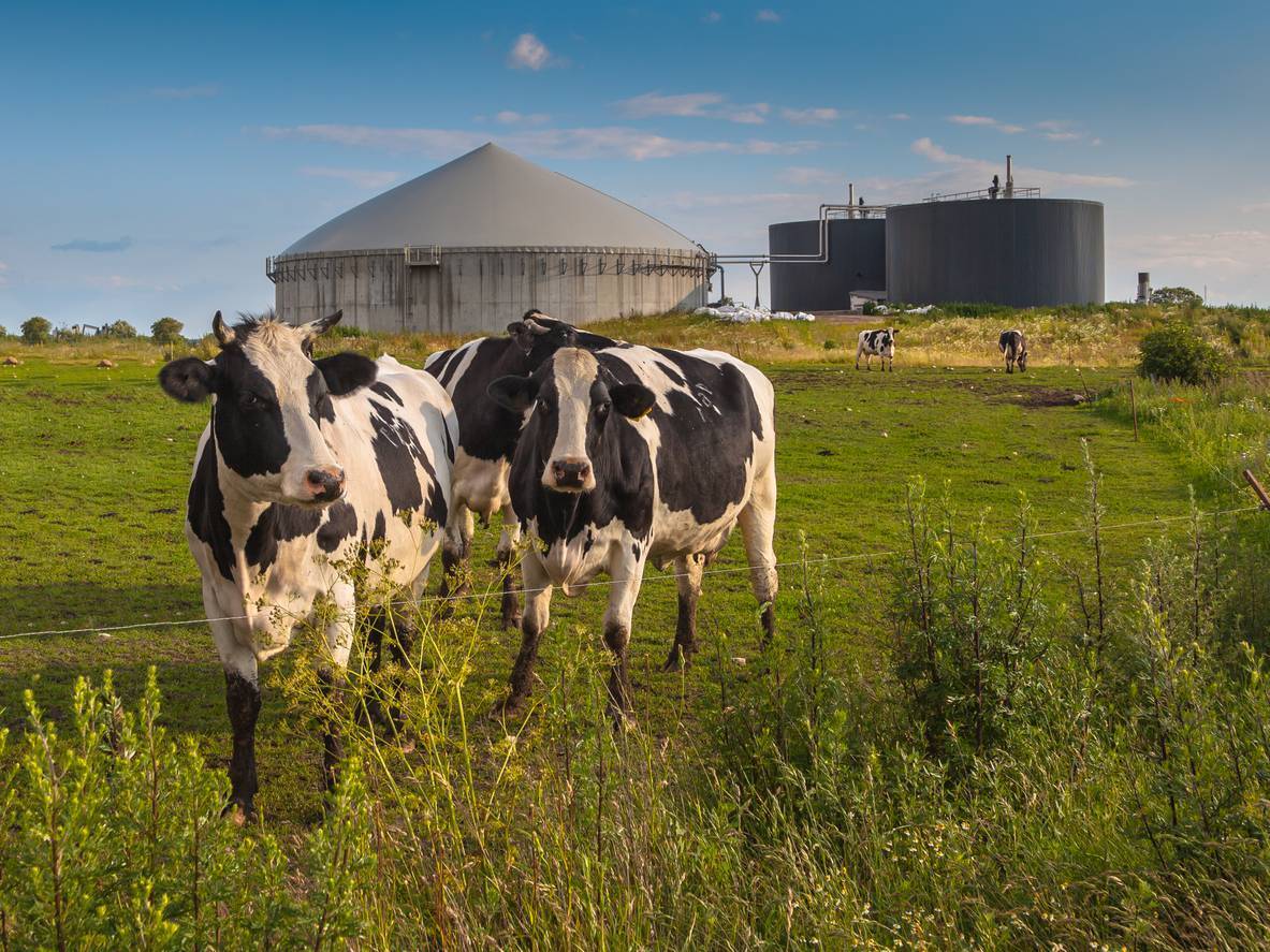 Biomethane sector 'barely at a starting point' as industry tells Oireachtas committee that cost is 'main barrier'