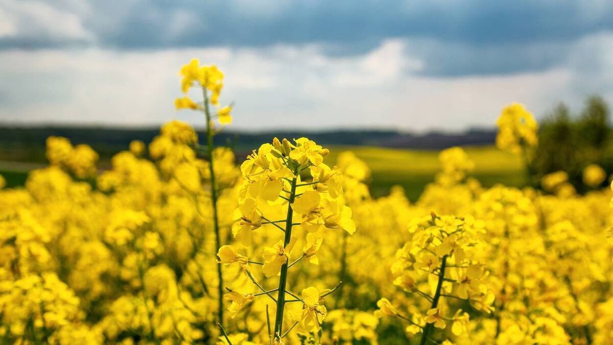 Trainers blame oilseed rape for horse respiratory problems - Vimarsana News