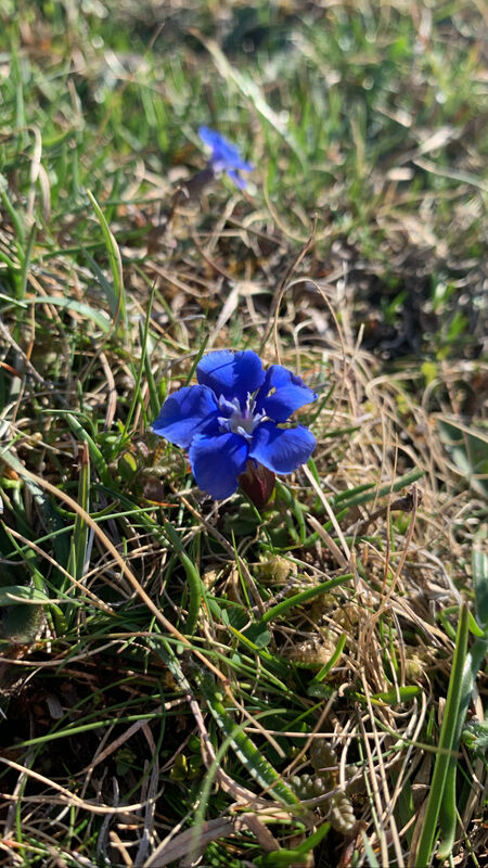 The island's unique flora stops visitors in their tracks The island's unique flora stops visitors in their tracks